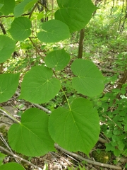 Tilia cordata
