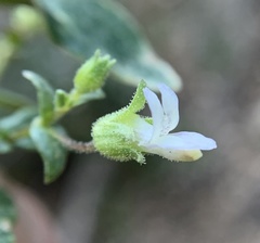 Collinsia callosa