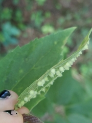 Celticecis acuminata