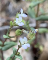 Collinsia callosa