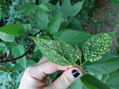 Celticecis acuminata