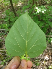 Tilia cordata