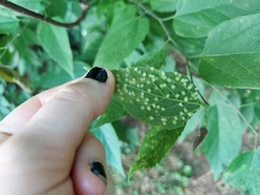 Celticecis acuminata