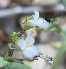 Collinsia callosa