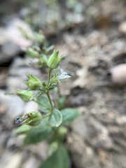 Collinsia callosa