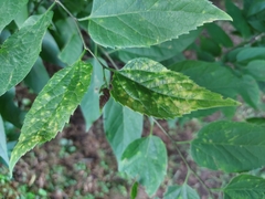 Celticecis acuminata