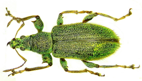 Phyllobius arborator