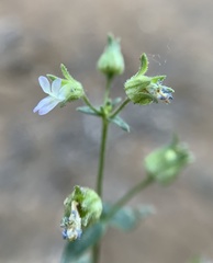 Collinsia callosa