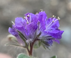 Phacelia humilis