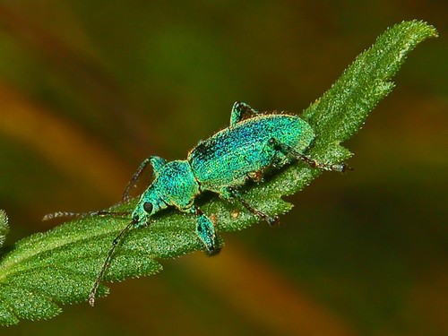 Phyllobius arborator