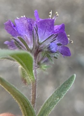 Phacelia humilis