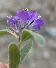 Phacelia humilis