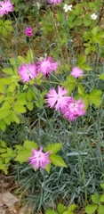 Dianthus plumarius