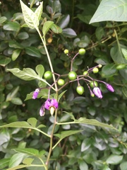 Solanum dulcamara