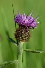 Centaurea nemoralis