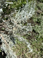 Artemisia tridentata tridentata