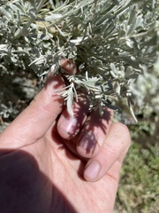 Artemisia tridentata tridentata