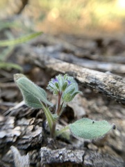 Phacelia novenmillensis