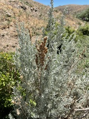 Artemisia tridentata tridentata