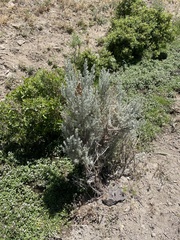 Artemisia tridentata tridentata
