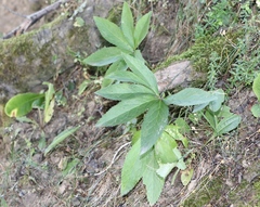 Helleborus odorus