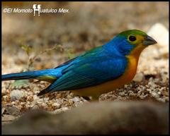 Passerina leclancherii