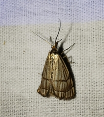 Chrysocrambus linetella