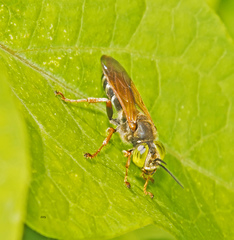 Tachytes distinctus