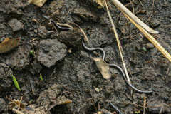 Leptotyphlops scutifrons