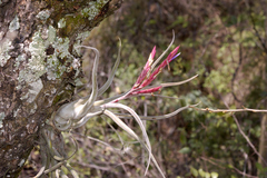 Tillandsia caput-medusae