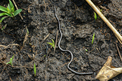 Leptotyphlops scutifrons