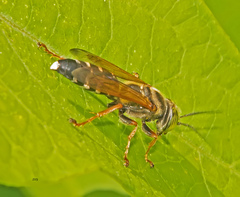Tachytes distinctus