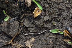 Leptotyphlops scutifrons