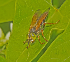 Tachytes distinctus
