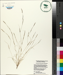 Aristida dichotoma