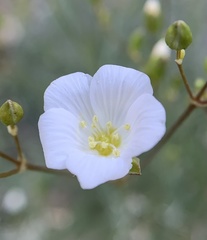 Eremogone macradenia