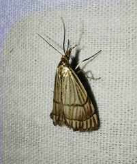 Chrysocrambus linetella