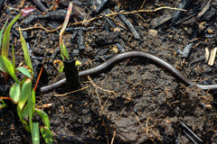 Leptotyphlops scutifrons