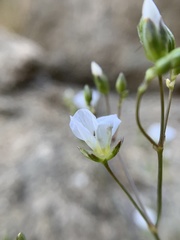 Eremogone macradenia