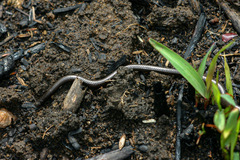 Leptotyphlops scutifrons