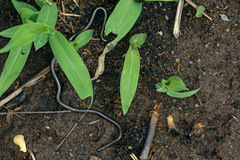 Leptotyphlops scutifrons