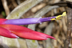 Tillandsia caput-medusae