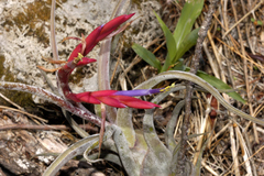 Tillandsia caput-medusae