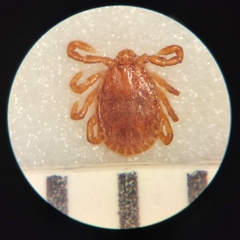 Haemaphysalis longicornis