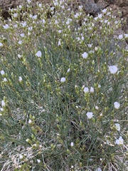 Eremogone macradenia