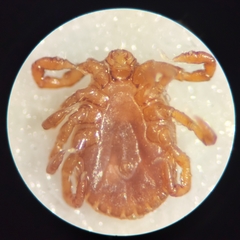 Haemaphysalis longicornis