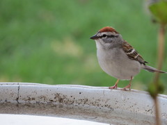 Spizella passerina passerina