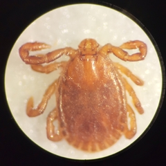 Haemaphysalis longicornis