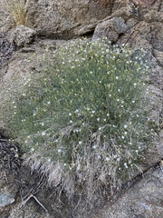 Eremogone macradenia