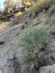 Eremogone macradenia